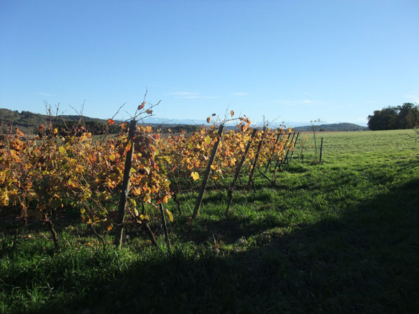 DSCF0537.JPG