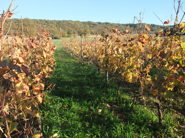 DSCF0538.JPG