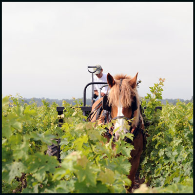 Le-cheval-de-traie.jpg