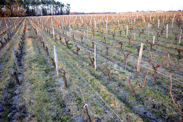 La-vigne02Cornélie.jpg