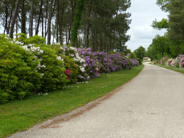 bdx_08.jpg